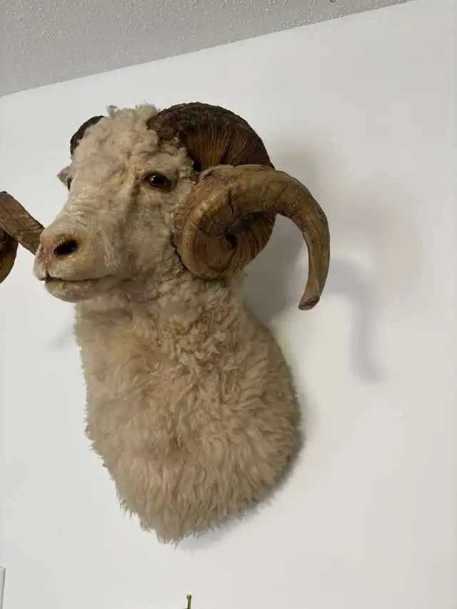 Ram Head Taxidermy Wall Mount in Arts & Collectibles in Ottawa - Image 4