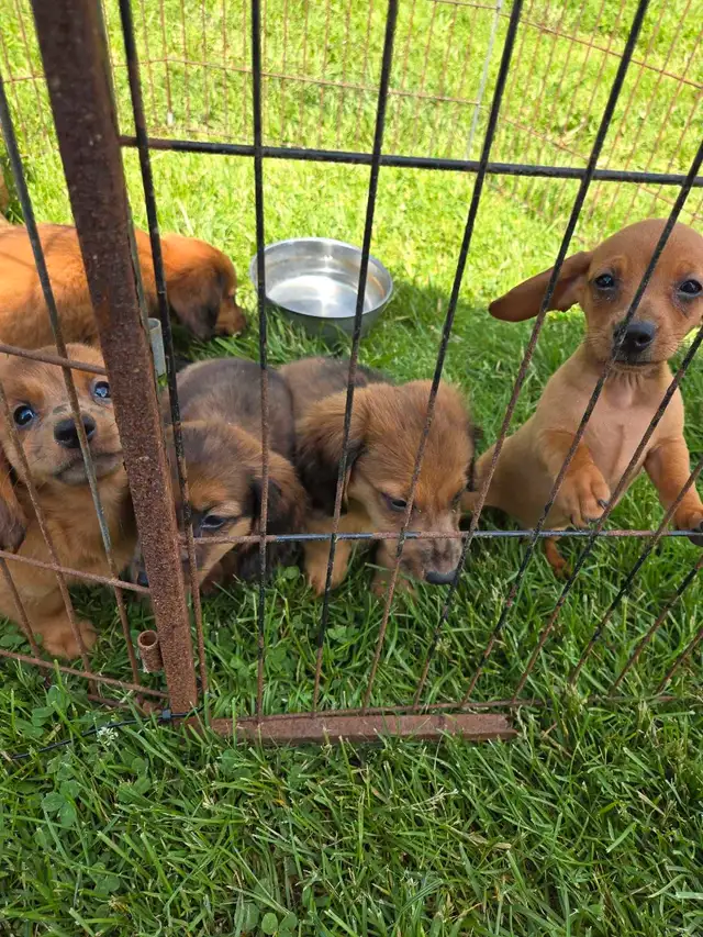 Miniature Daschund Miniature Australian Shepherd Puppies for Sal in Dogs & Puppies for Rehoming in Woodstock - Image 7