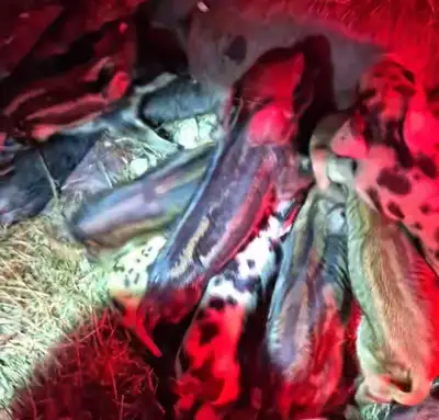 Berkshire mangalitsa mix piglets, View more