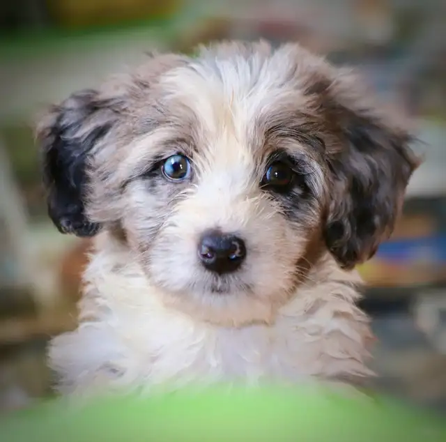 6  RARES DOODLES, BORDOODLES,  BORDOODLES   CHIOTS - PUPPIES in Dogs & Puppies for Rehoming in Laurentides - Image 8