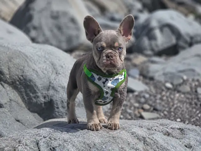 Rare CKC  French Bulldogs in Dogs & Puppies for Rehoming in North Shore - Image 10