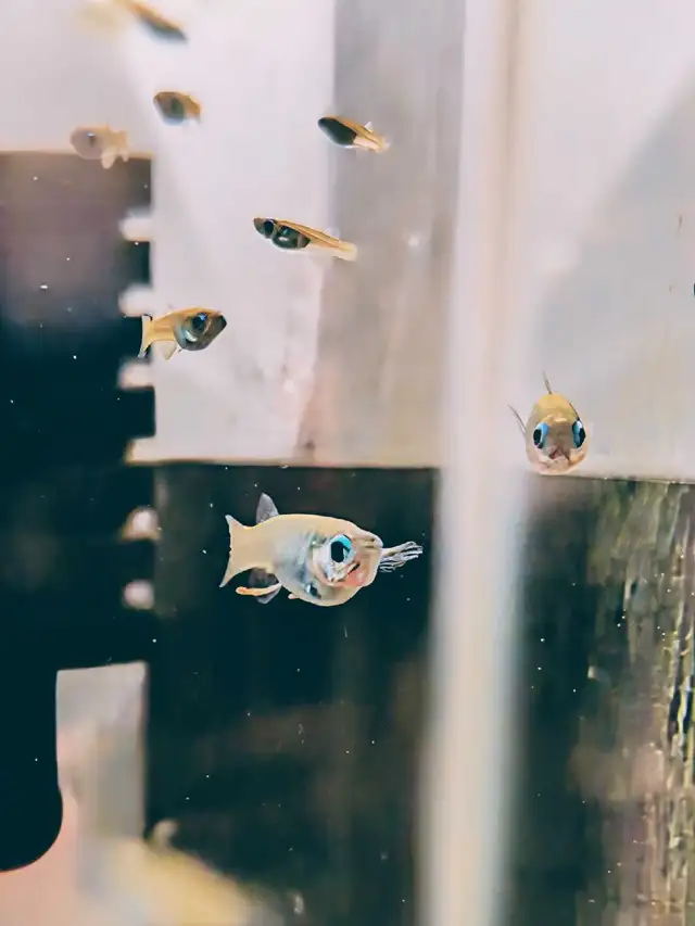 Normans Lampeye in Fish for Rehoming in Kitchener / Waterloo - Image 4