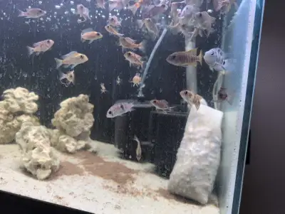 polar parrot cichlids, View more