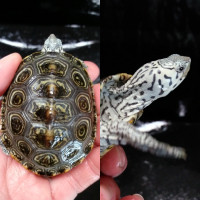 Diamondback terrapins