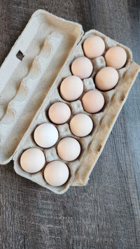 Lavendar Orpington Hatching Eggs
