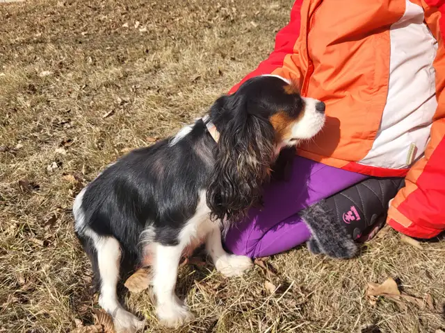 Guardian Family- CKC registered Cavalier King Charles Spaniel in Dogs & Puppies for Rehoming in Calgary - Image 4