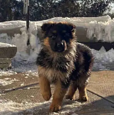 1 male German Shepherd puppy, View more