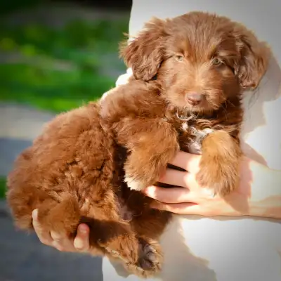 DOODLES TRÈS RARES BORDOODLES F1, CHOIX DE 6 COULEURS ,CHIOTS,, View more