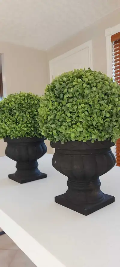 topiary plants, View more