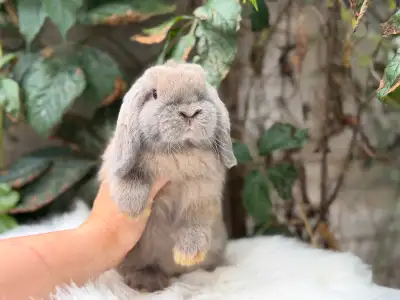 Young neutered holland lops, View more