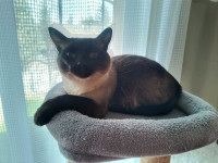 free rehome the lovely 2 and half years old siamese cat
