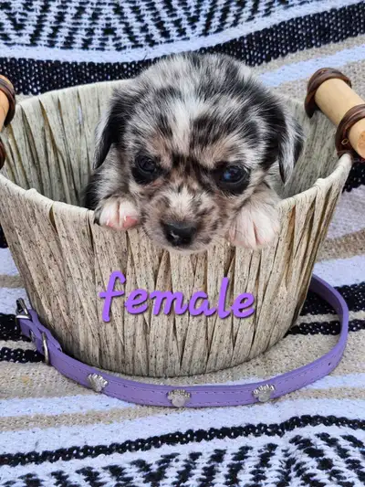 Gorgeous puppies, View more