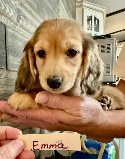 QUALITY BRED MINI LONGHAIR DACHSHUNDS, View more