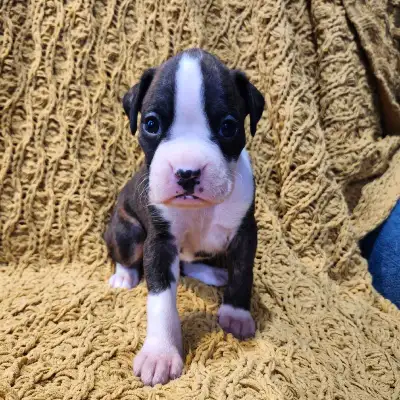 Boxer puppies, View more