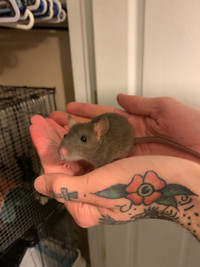 Baby Rats for good homes 