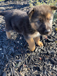 German Shepherd Puppies 