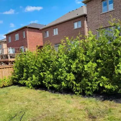 Cedar Trees Delivered Or Planted , View more