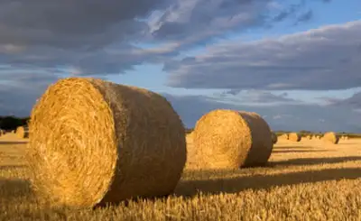 straw bales , View more