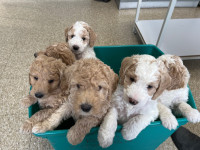 Labradoodle puppies! Ready to go home!! 1 female left! 