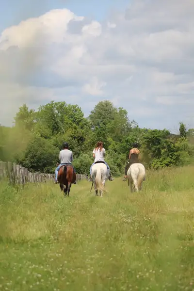Horse Training/consignment, View more