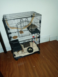 Free pet rat with cage