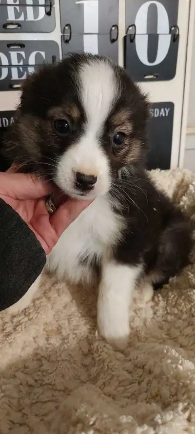 Toy Australian Shepherd *Last One Female*, View more