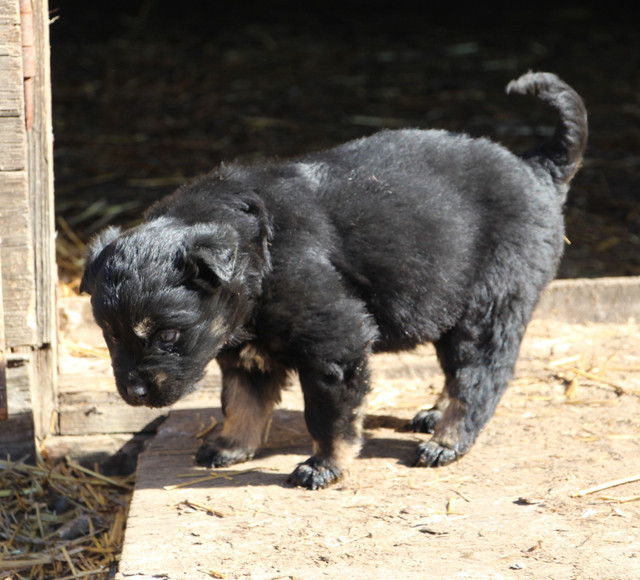 Mother's Day Puppies - Border Collie x German Shepherd in Dogs & Puppies for Rehoming in Strathcona County - Image 3