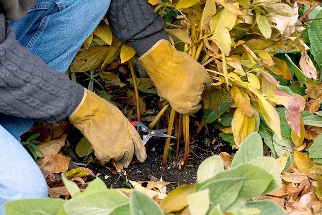  Fall Cleanup – Downtown Toronto (Flat Rates) 63694109264899121
