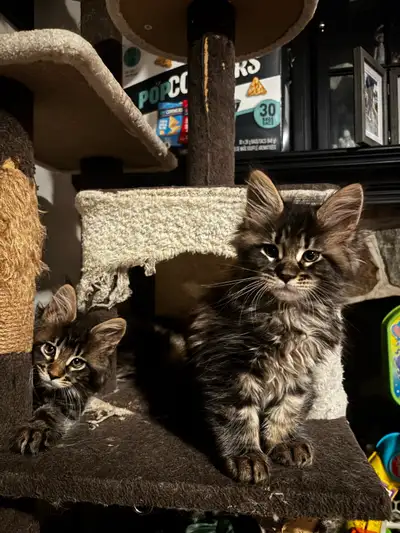 Maine Coon Kittens, View more