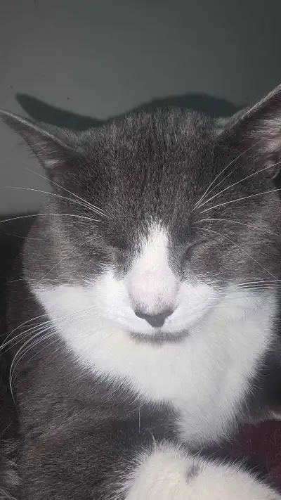 chonktimus Prime , View more