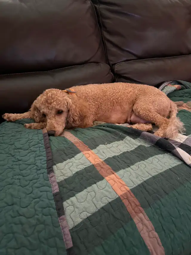 Beautiful Cavapoo Puppies in Dogs & Puppies for Rehoming in Markham / York Region - Image 12