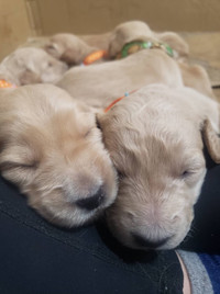 Goldendoodles puppies looking for a home