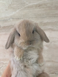 purebred holland lop bunny  Mississauga / Peel Region Toronto (GTA) Preview