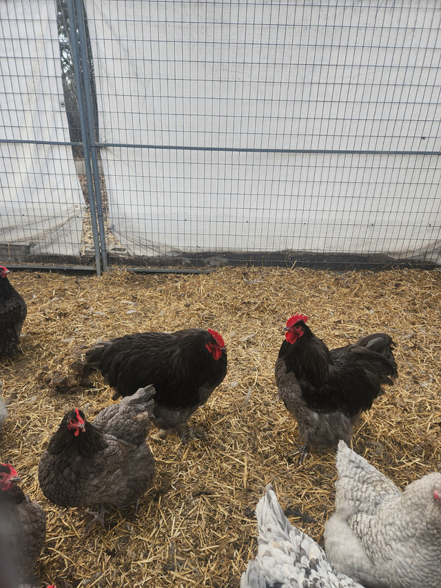 Purebred orpington chickens in Livestock in Edmonton - Image 2