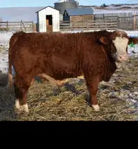 Yearling Simmental Bull