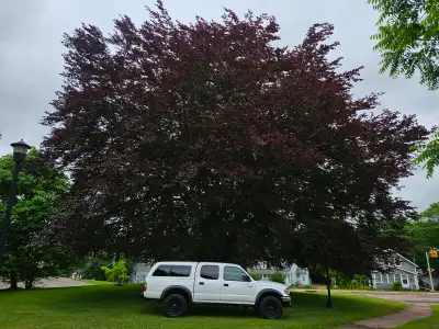 ARE fiberglass cap as pictured with tinted windows. Purchased 2005 Very good condition