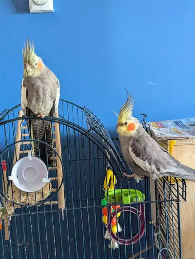 cockatiel pair ready to breed, View more