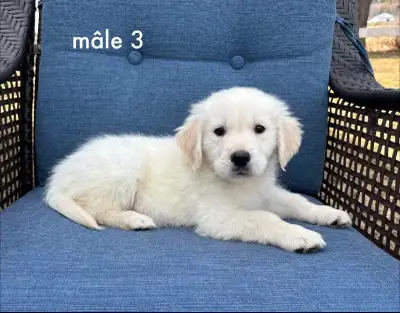 7 magnifique chiots golden retriever a vendre, View more