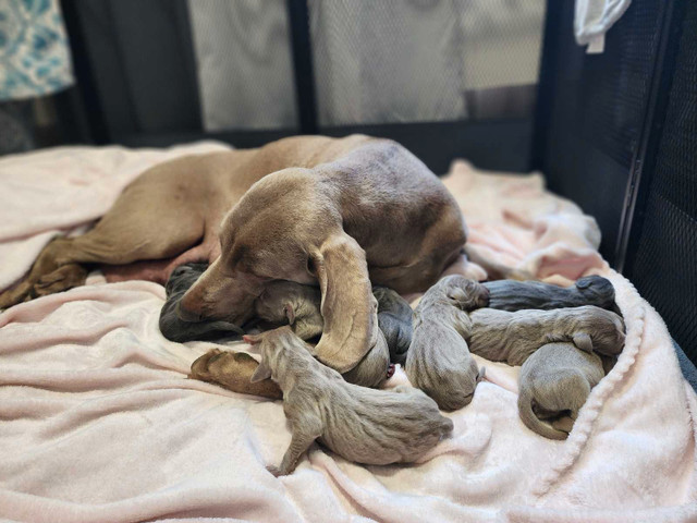 Weimaraner puppies, family dog and hunting companion. in Dogs & Puppies for Rehoming in Moose Jaw - Image 2