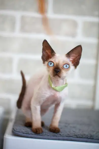 Devon rex male, View more