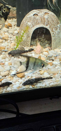 Lot 9 poissons anges
