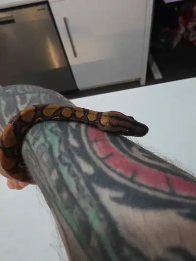 Juvenile Brazilian Rainbow Boa  with Enclosure, View more