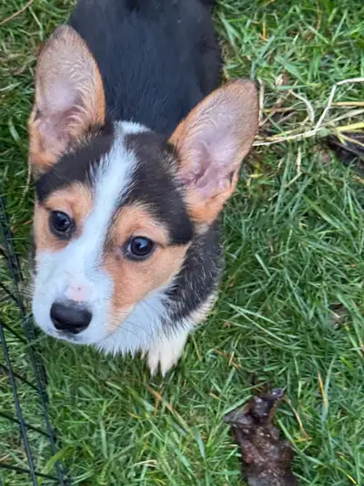 Cowboy Corgis, View more