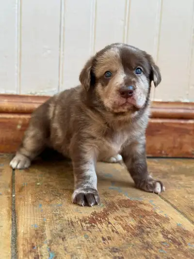 Labrador mix berger australien recherchent leur famille pour la, View more