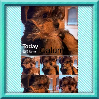 Ready to Go!! FaceTime Available 1 girl available & 3 males. Playful non shedding hypoallergenic wit...