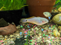 Peacock Gudgeon (Sold out)