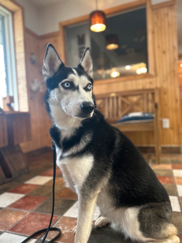 Female Husky with blue eyes dans Chiens et chiots à adopter  à Laval/Rive Nord