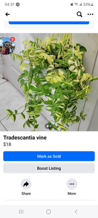 Healthy beautiful Tradescantia vine 2ft long