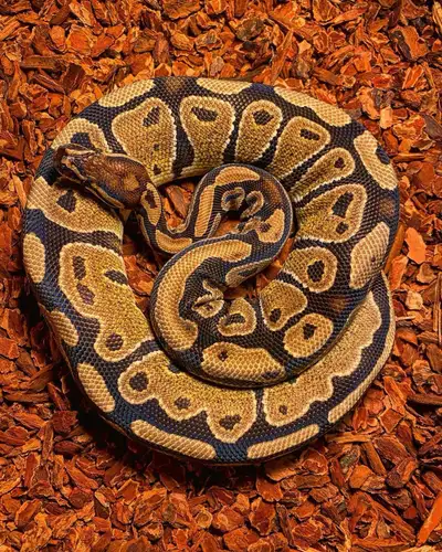python royal / ball python, View more