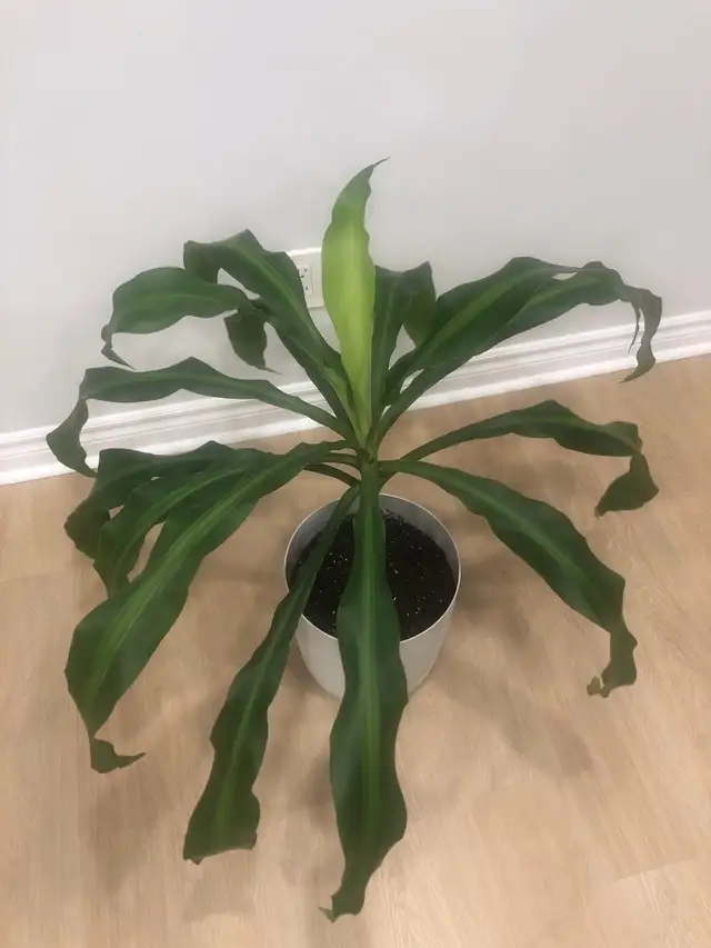 Dracaena Plant in Plants, Fertilizer & Soil in City of Toronto - Image 3